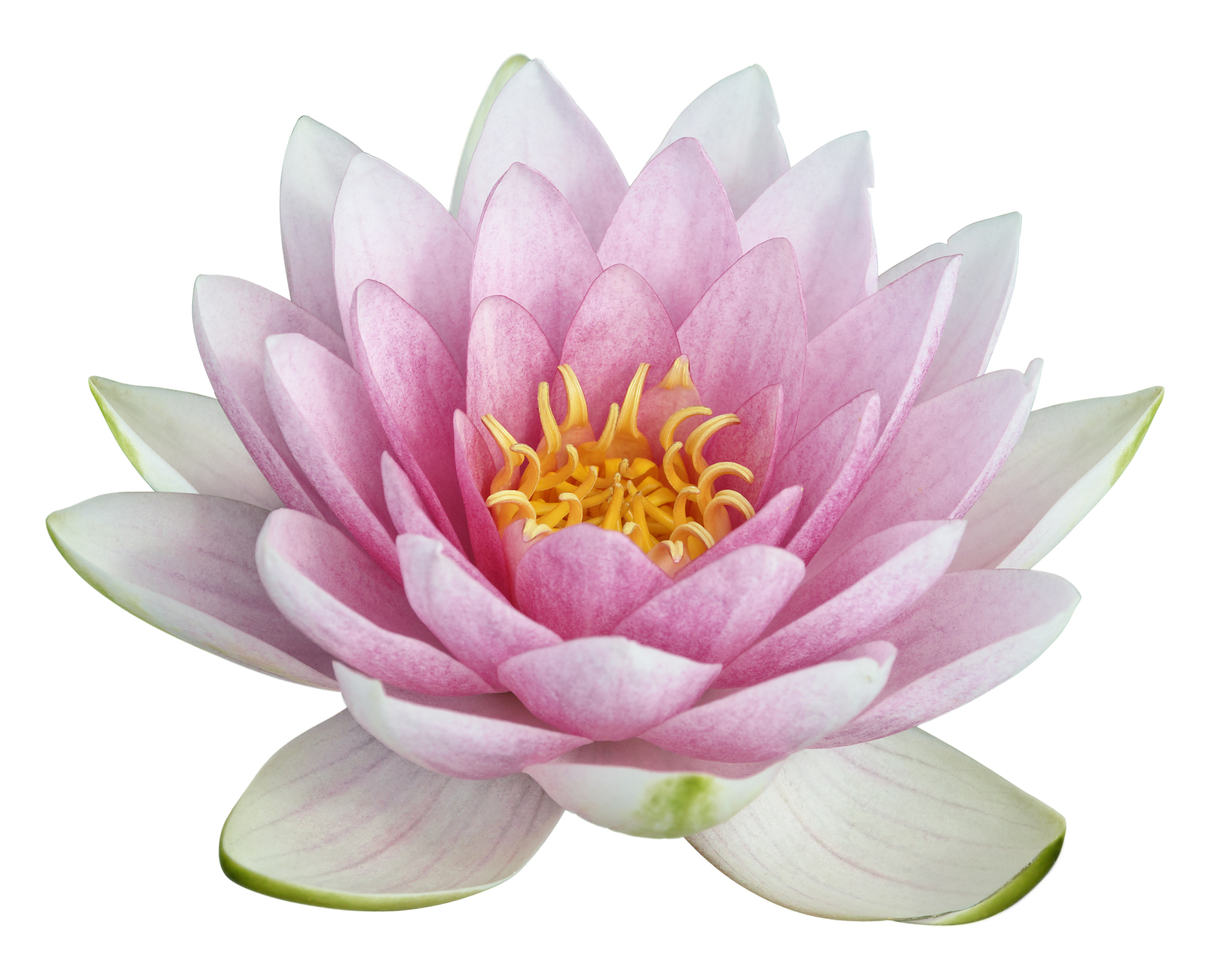 lotus flower images clipart - photo #49
